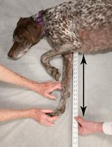 寝かせた状態で脚を伸ばして測る様子