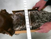 平らな物で身体を挟んで肩幅・尻幅を測る様子