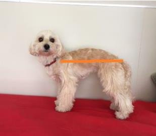背中が丸い犬を、丸みの下をまっすぐに測る様子