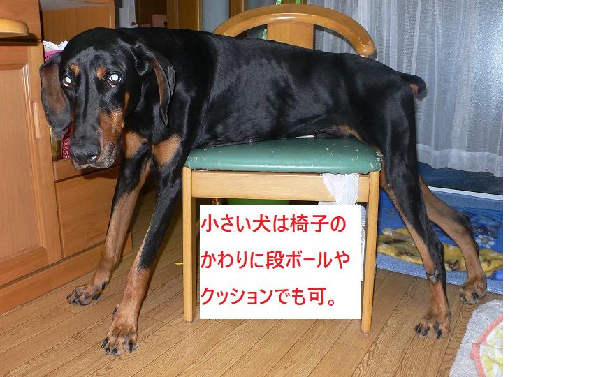 お腹の下に椅子を入れて犬を立たせる様子
