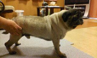 一人が犬のお尻を支えて立たせる様子