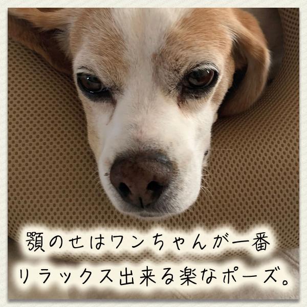 顎のせクッションでリラックスする犬