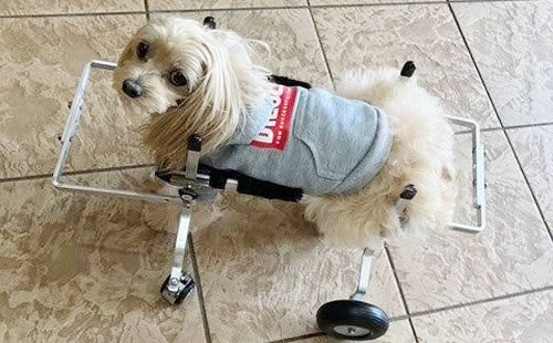 てくてくBを装着した小型犬（正面寄り）