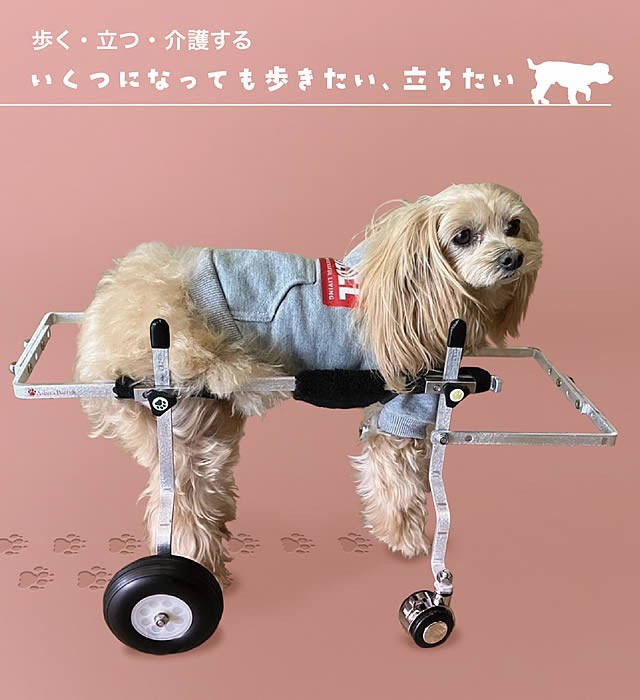 てくてくBを装着した犬（歩く・立つ・介護する）