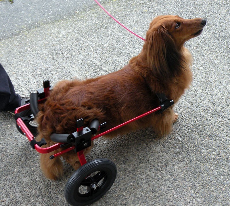 2輪タイプの犬用車椅子を使うダックスフンド