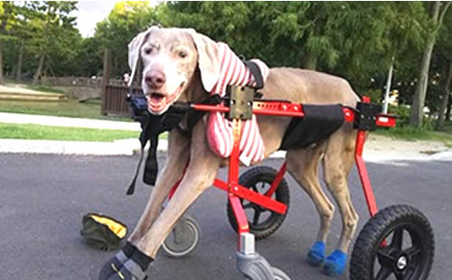 4輪タイプの犬用車椅子を使用している犬