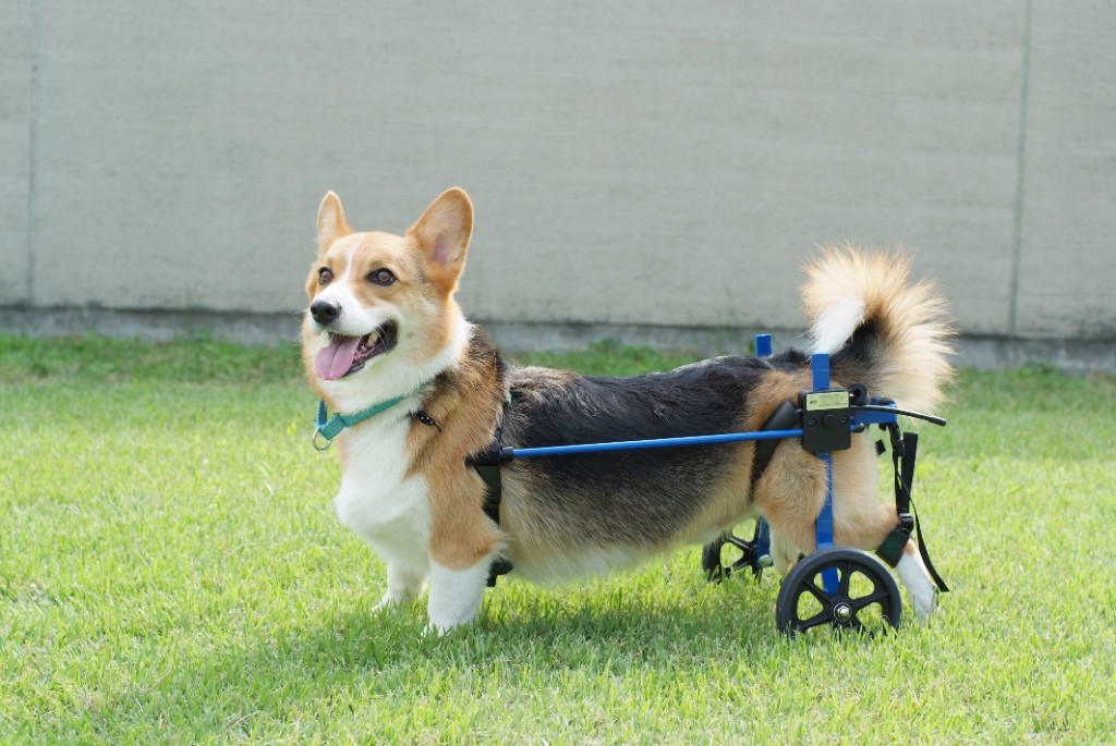 2輪タイプの犬用車椅子を使うコーギー